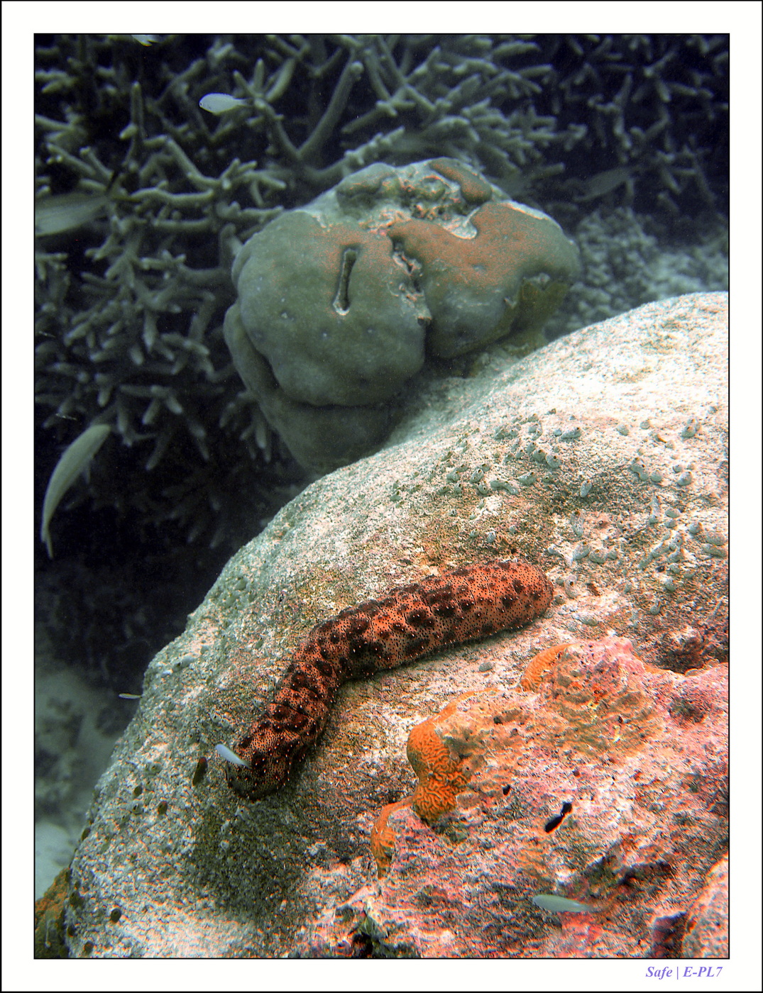 2022 - 07 - snorkeling Maldives - 009